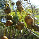 Brahea aculeata (Brandegee) H. E. Moore resmi