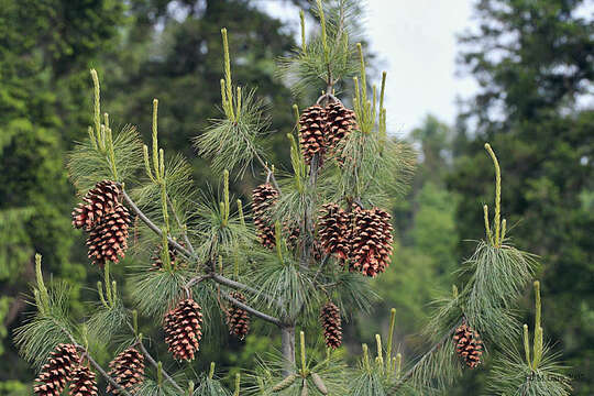 Imagem de Pinus wallichiana A. B. Jacks.