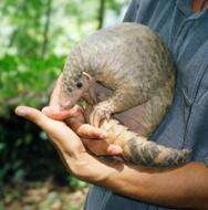 Image of Indian Pangolin