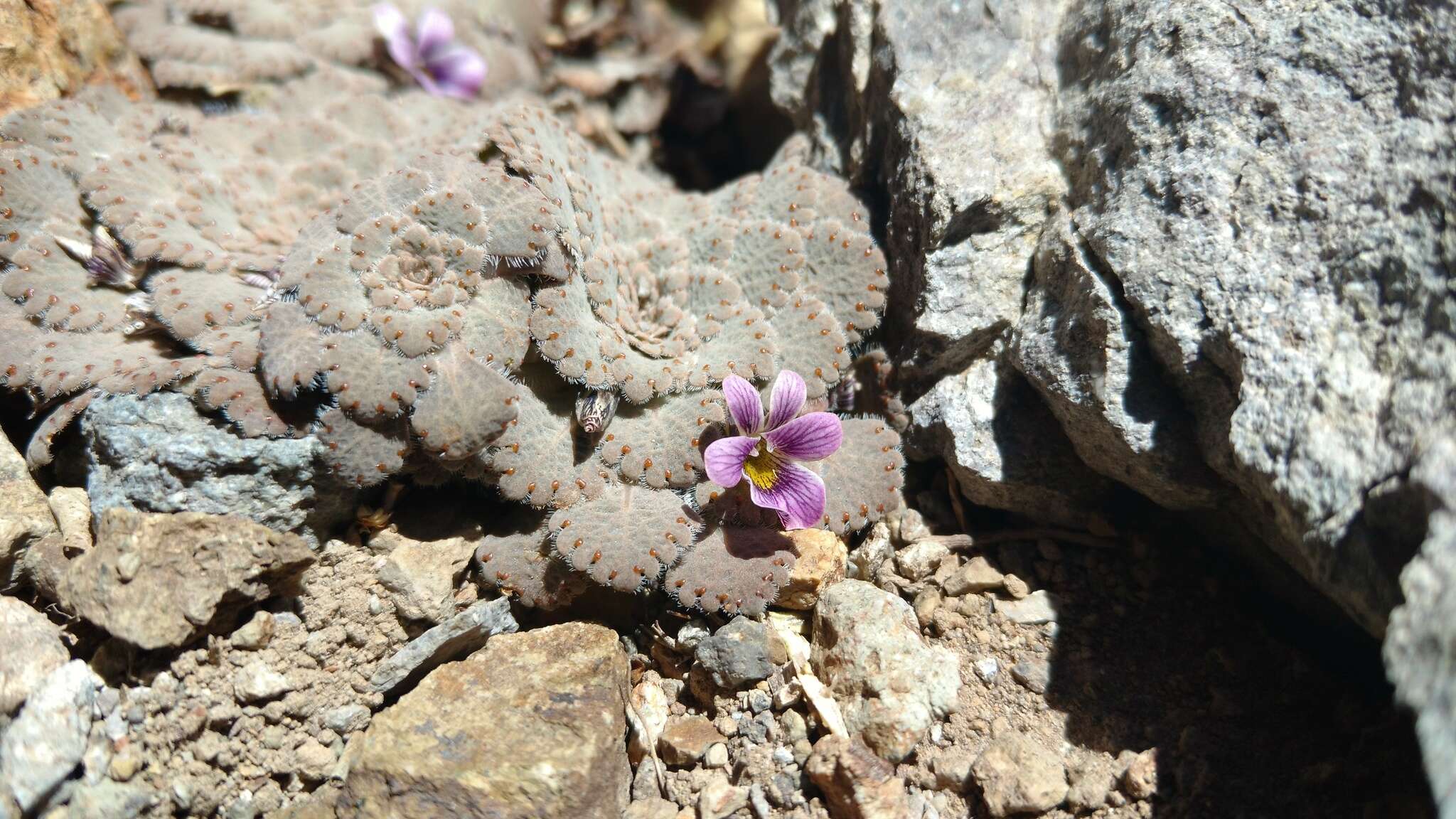 Viola congesta Gillies ex Hook. & Arn. resmi