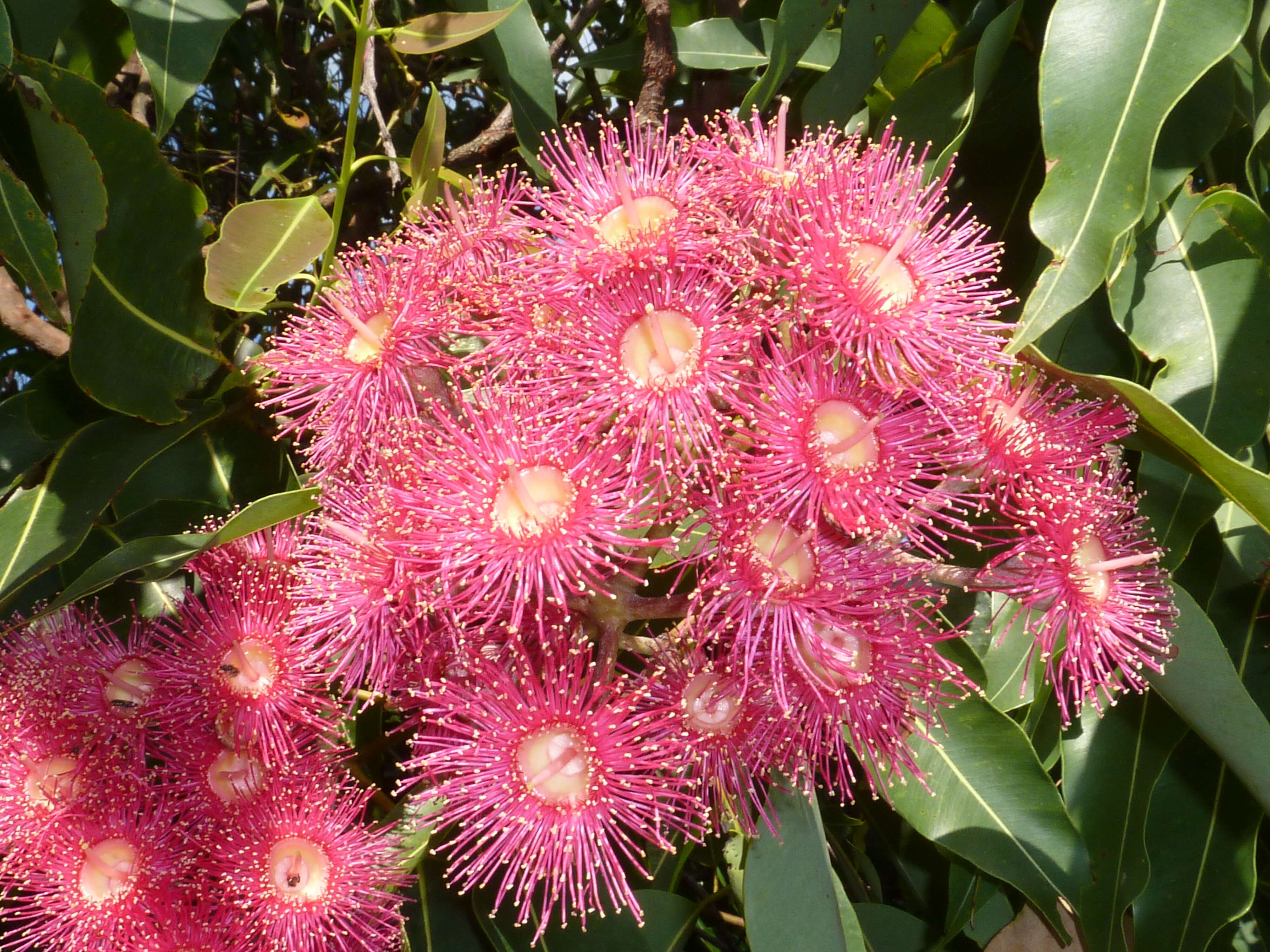 Image of Corymbia ptychocarpa (F. Müll.) K. D. Hill & L. A. S. Johnson