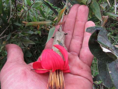 Image of Mutisia clematis L. fil.