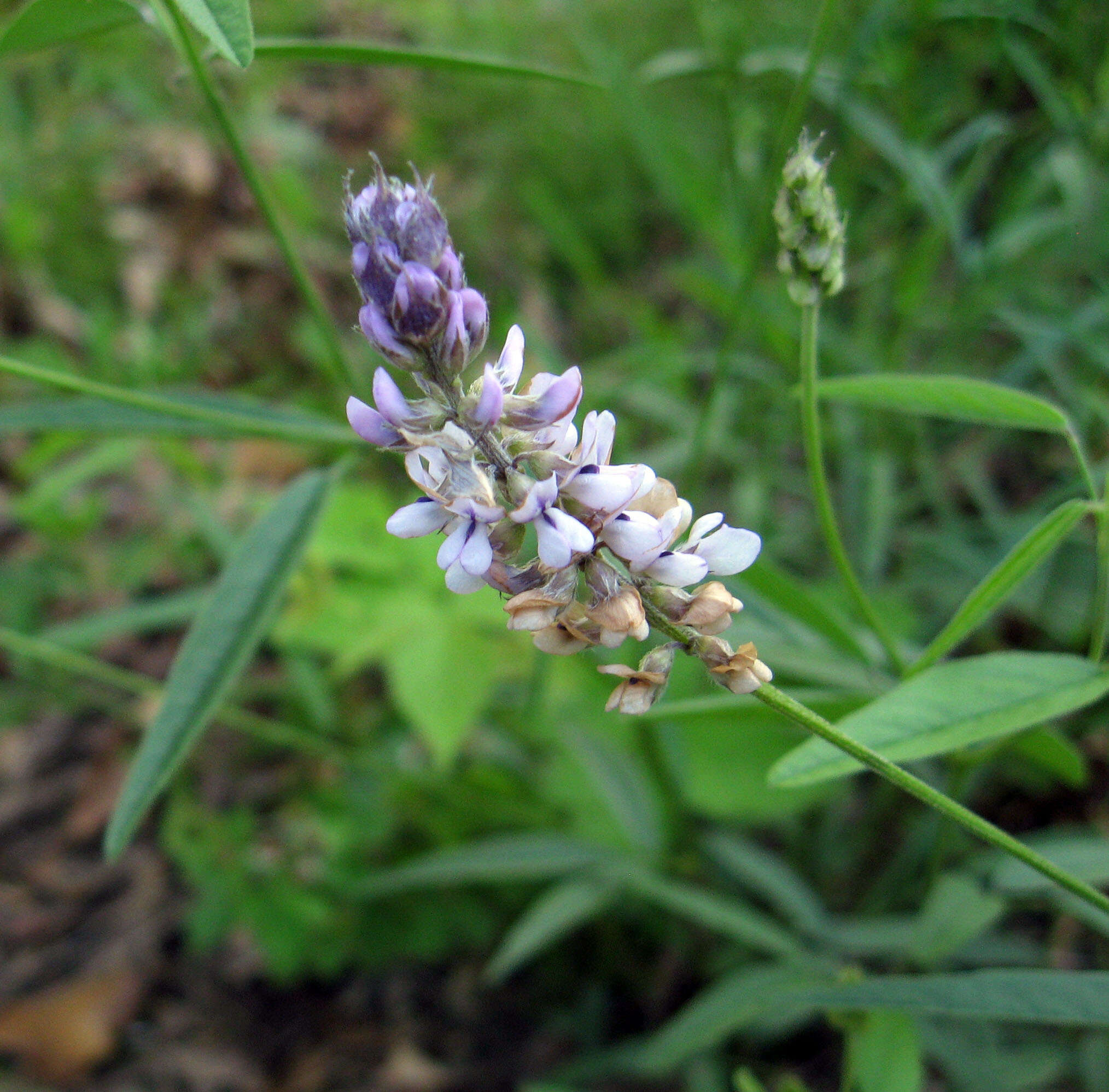 Image of Sampson's-Snakeroot