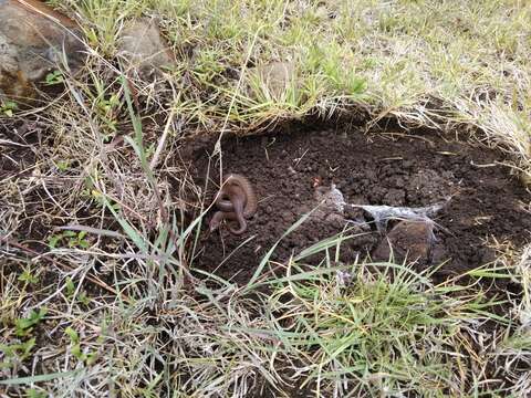 Image of Largenose Earth Snake