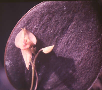 Image of Lepanthes helicocephala Rchb. fil.