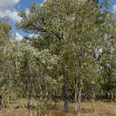 Melaleuca nervosa (Lindley) Cheel的圖片