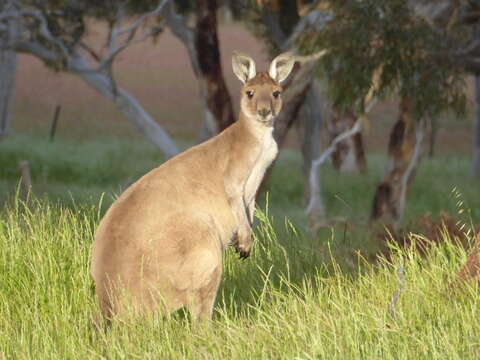 Image of Macropus fuliginosus melanops Gould 1842