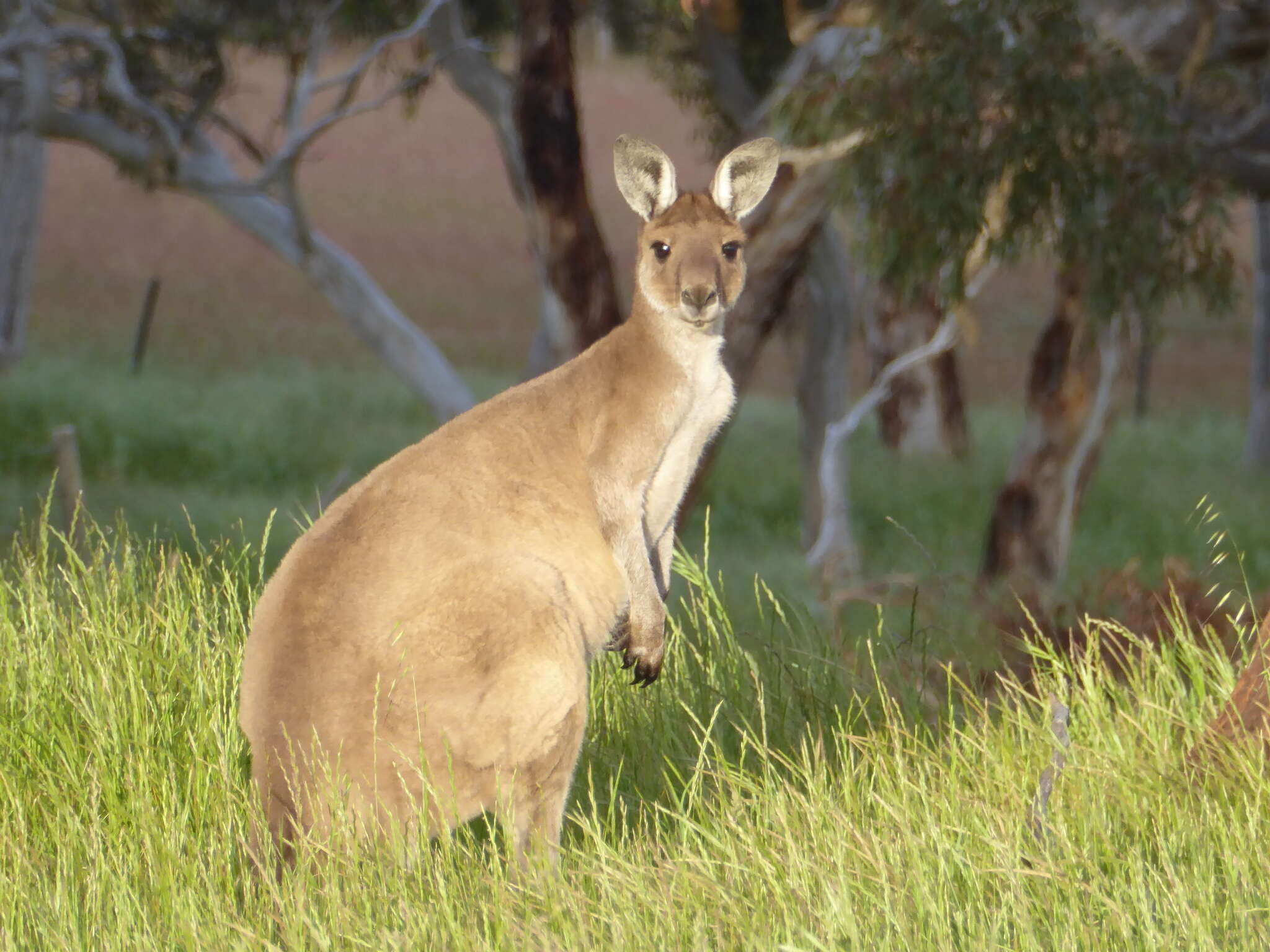 Macropus fuliginosus melanops Gould 1842 resmi