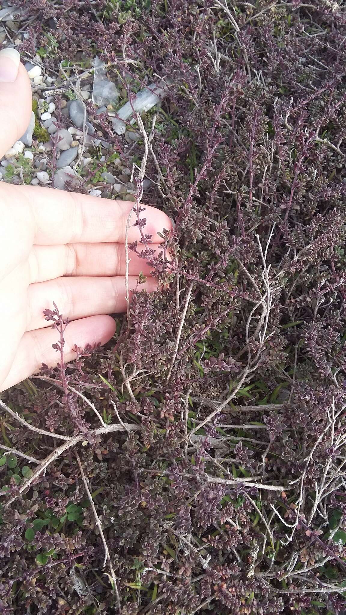 Image de Thymus moldavicus Klokov & Des.-Shost.