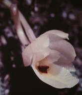 Image of mule-ear orchid