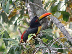 Image of Fiery-billed Aracari