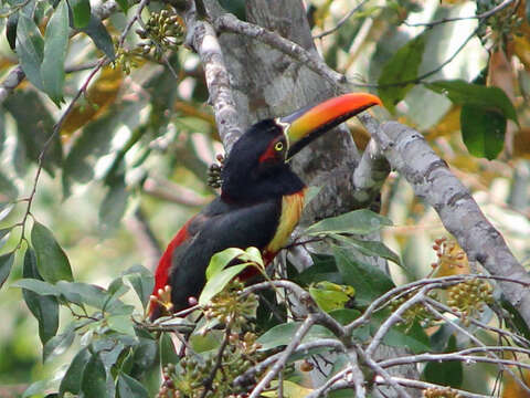 Image of Fiery-billed Aracari