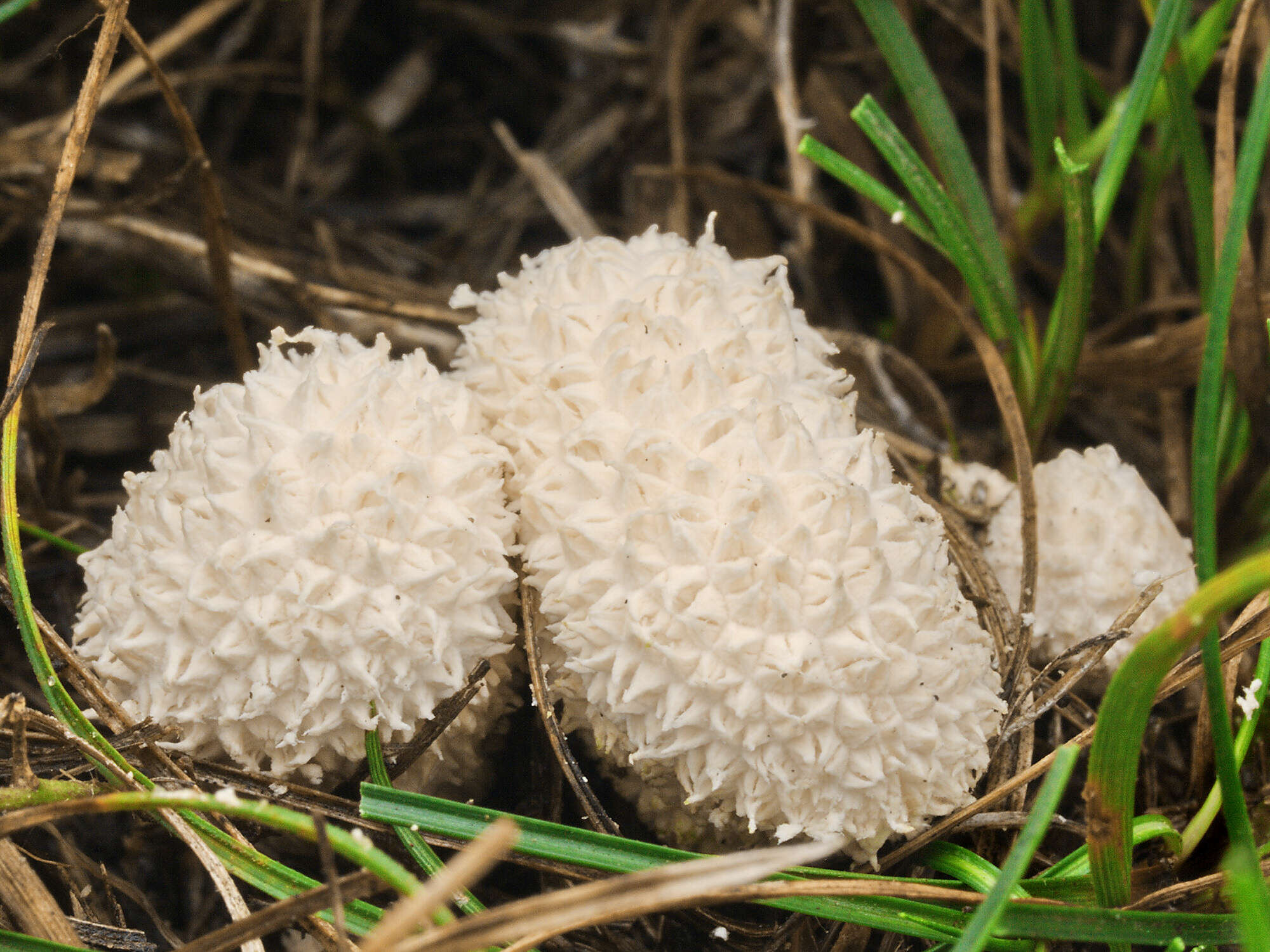 Image of Lycoperdon pratense Pers. 1794