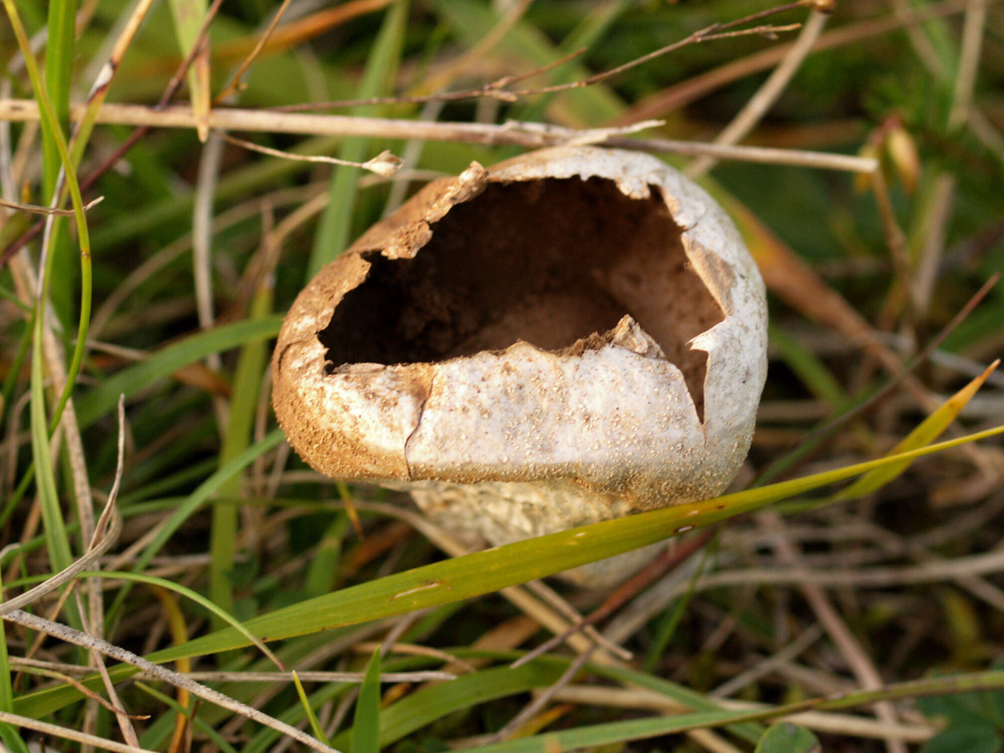 Imagem de Lycoperdon pratense Pers. 1794