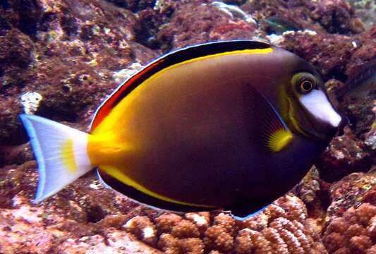 Image of Japan surgeonfish