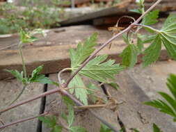 Image of Siberian geranium