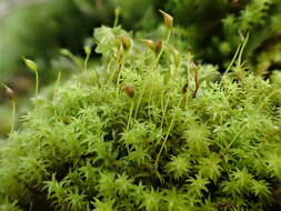 Image of dichodontium moss