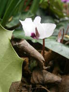 Image of Cyclamen coum Miller