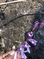 Image of Bletia parkinsonii Hook.