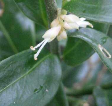 Image of Sarcococca confusa