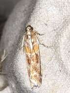 Image of Webbing Coneworm Moth