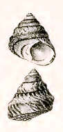 Image of Phorcus atratus (Wood 1828)