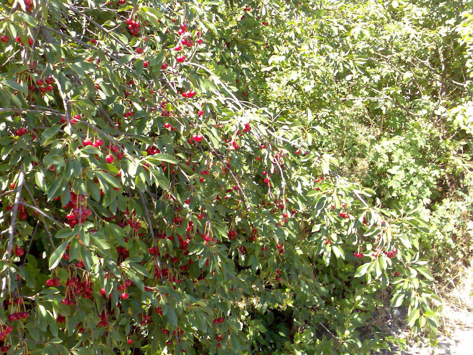 Image of gean, wild cherry