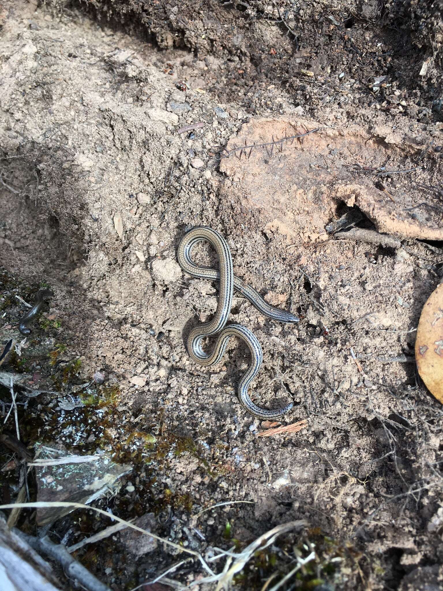 Image of Striated Worm-lizard