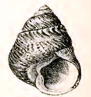 Image of Phorcus lineatus (da Costa 1778)
