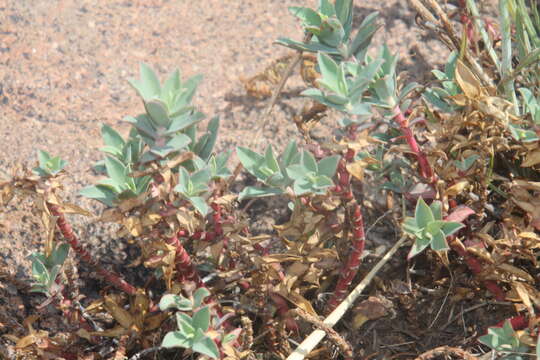 Image of Euphorbia portulacoides L.