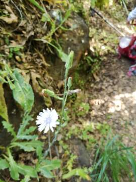 Image de Lactuca tuberosa Jacq.