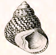Image of Phorcus lineatus (da Costa 1778)