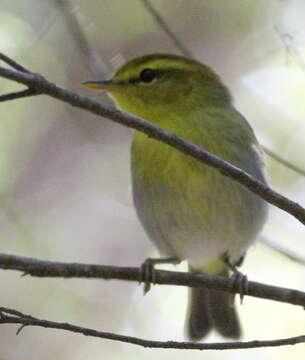 صورة Phylloscopus ruficapilla voelckeri (Roberts 1941)