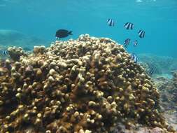 Image of Stony coral