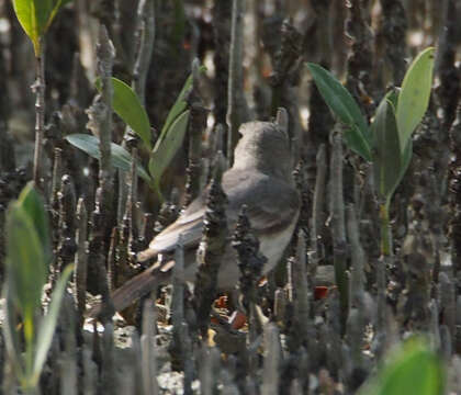 Imagem de Pachycephala lanioides Gould 1840