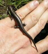 Image of Coal Skink