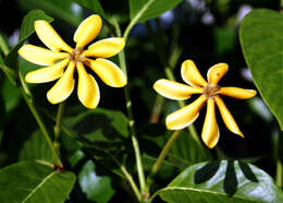 Sivun Gardenia tubifera Wall. ex Roxb. kuva