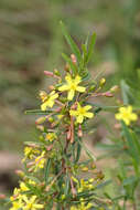 Image of Hibbertia racemosa (Endl.) Gilg