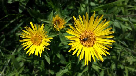 Image of Inula hirta