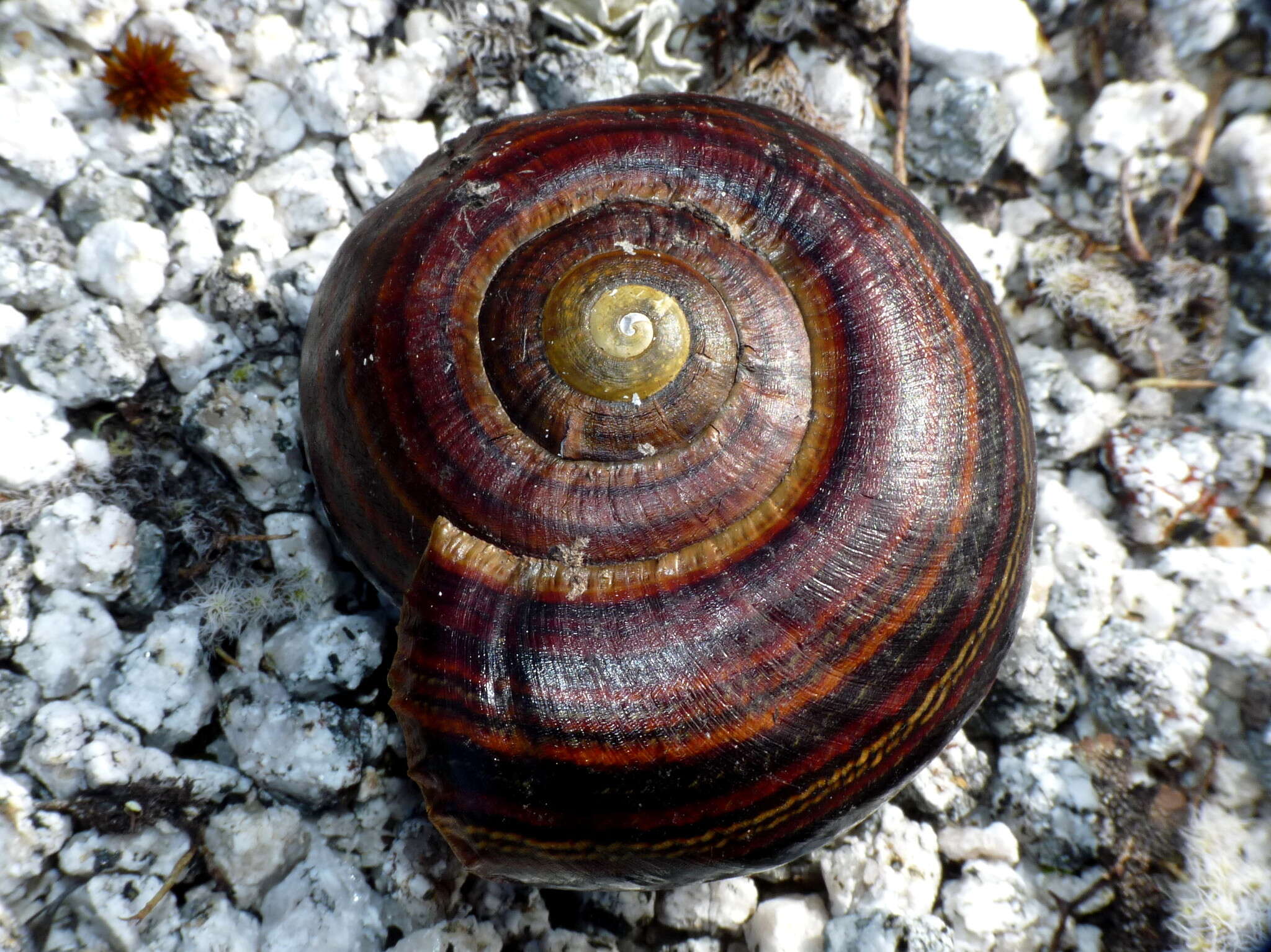 Image of <i>Powelliphanta <i>hochstetteri</i></i> hochstetteri (L. Pfeiffer 1862)