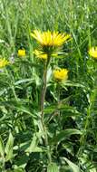 Image of Inula hirta