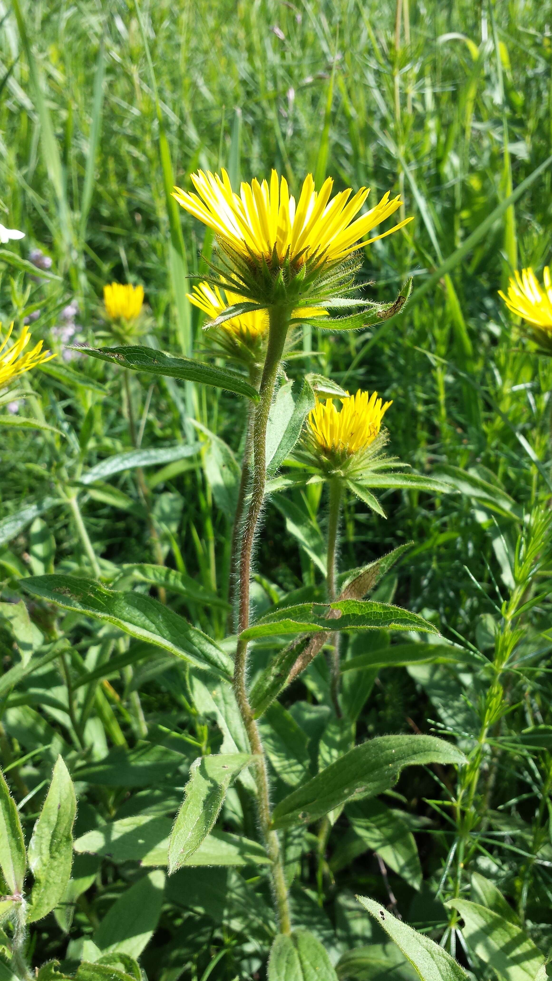 Image of Inula hirta