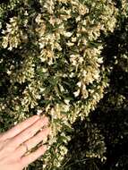 Image of <i>Chamaecytisus prolifer</i> subsp. <i>palmensis</i> (Christ) G. Kunkel