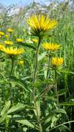 Image of Inula hirta