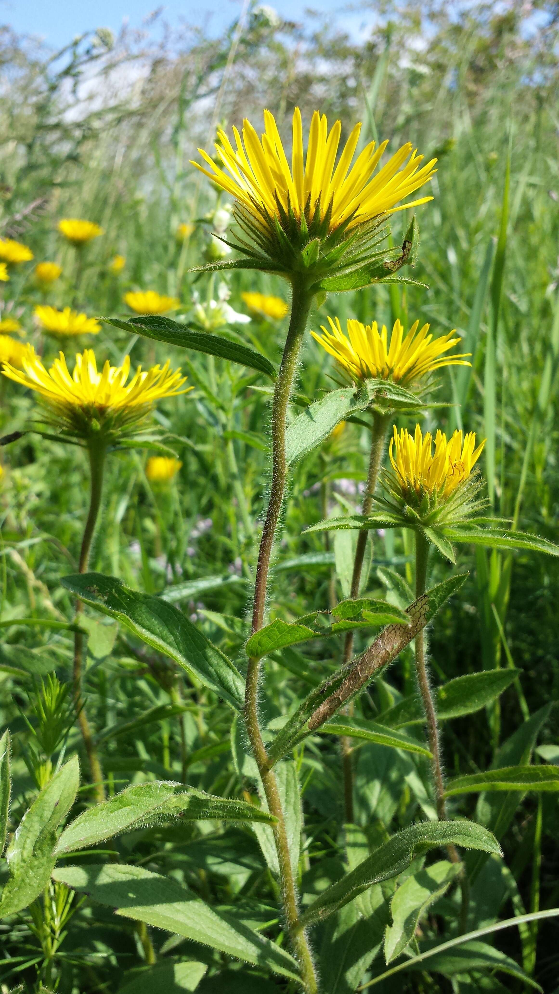 Image of Inula hirta