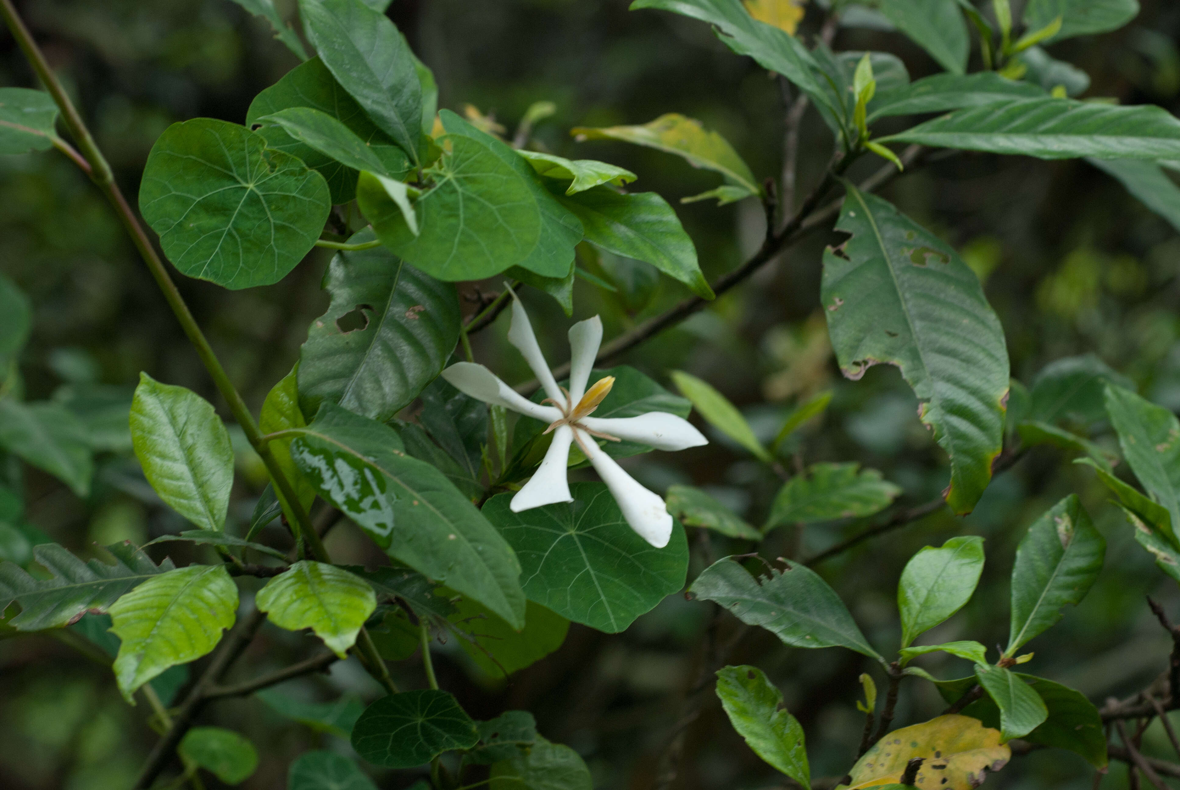 Image de Gardenia jasminoides J. Ellis