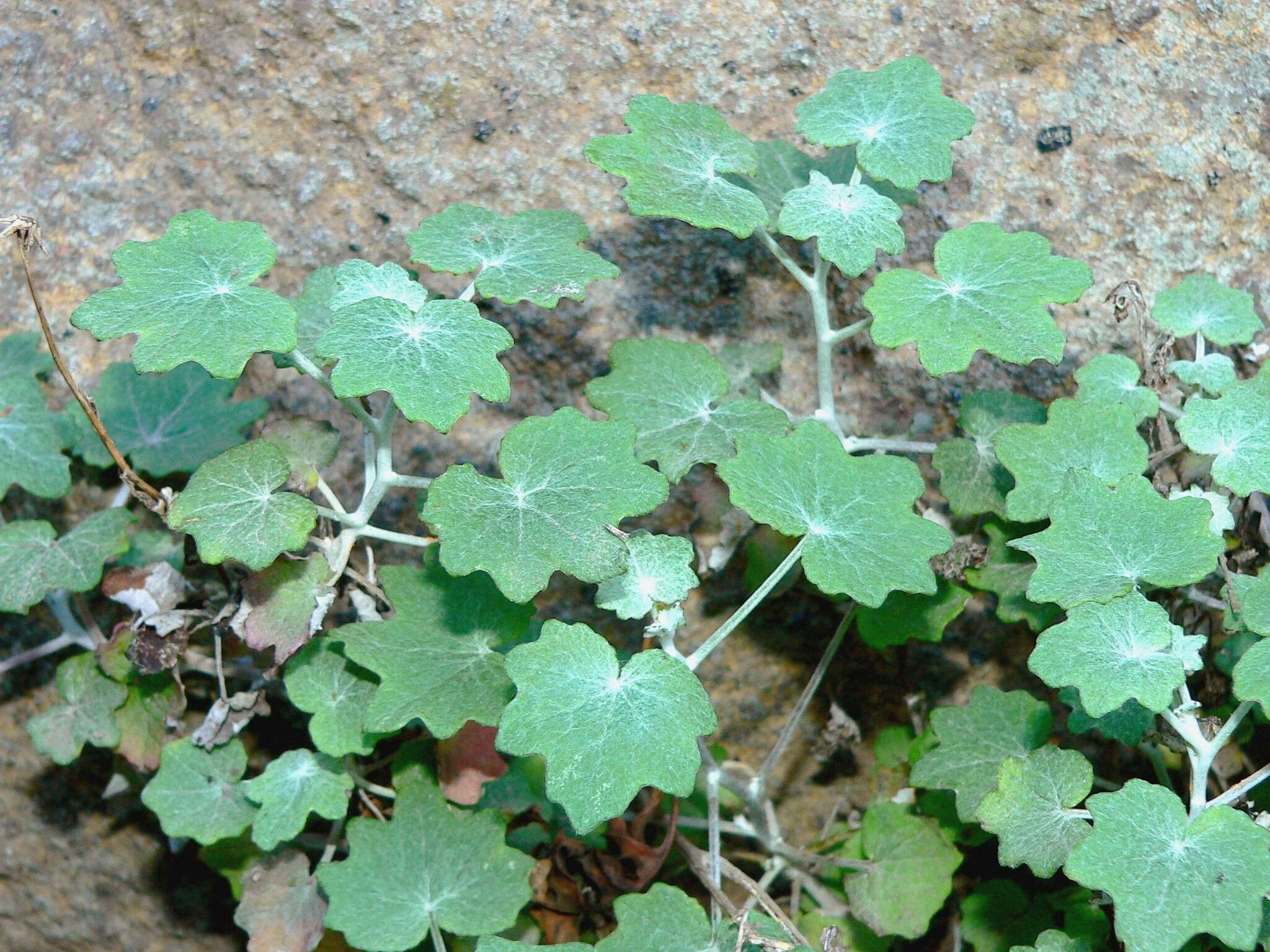 Image of Pericallis lanata (L'Hér.) B. Nord.