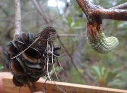 Image of Banksia integrifolia subsp. monticola K. R. Thiele