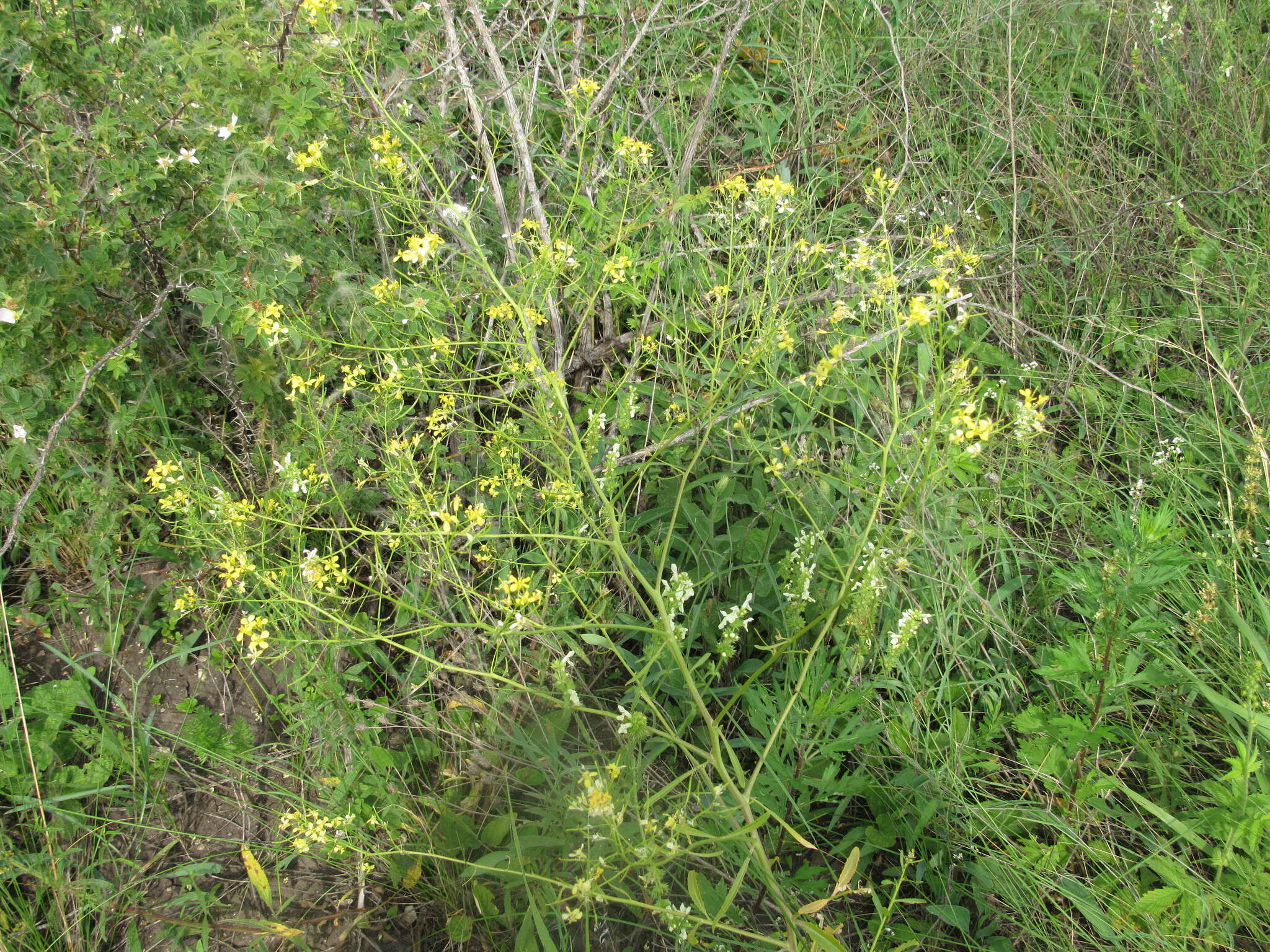 Brassica elongata subsp. integrifolia (Boiss.) Breistr. resmi