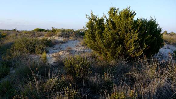 Image of Phoenician Juniper